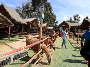 camelidos-incas-alpaca
