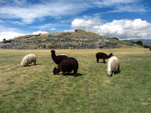 llamas-en-sacsayhuaman